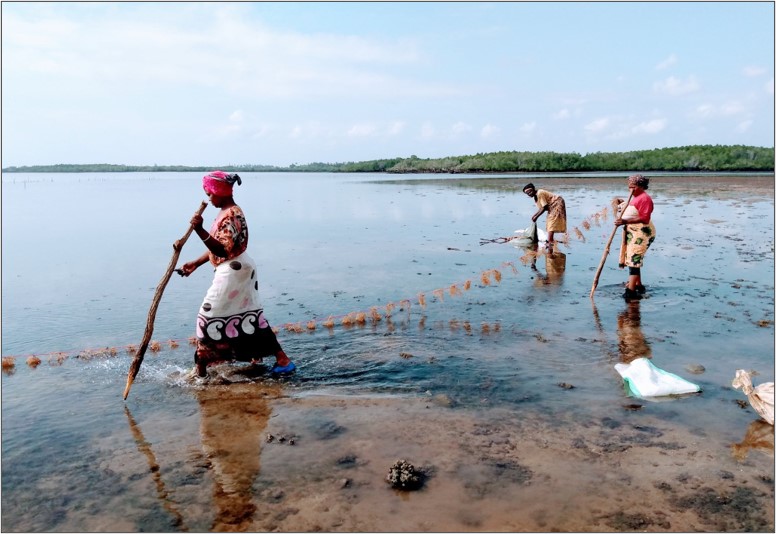 Women harvesting seaweed; photo by Kris Smith; Tanga, Tanzania, 2022